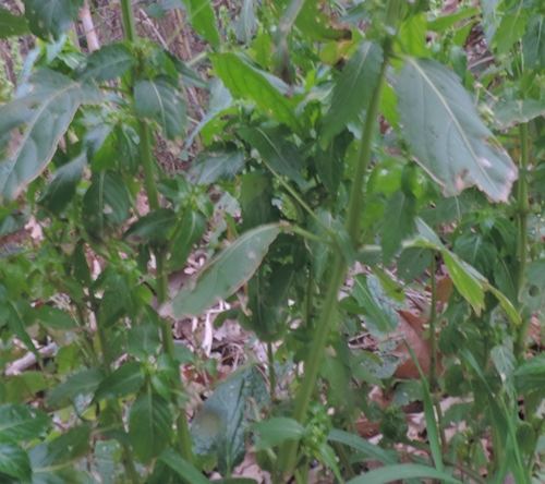 Mercurialis annua